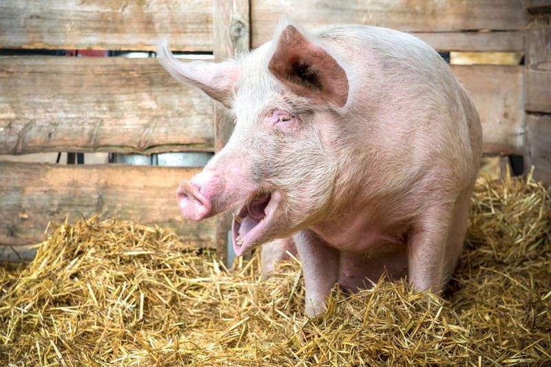 Projekt A Kiváló Minőségű Sertéshús érdekében Agrotrend 2058