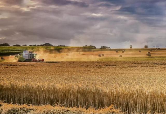 Az aratás véget vethet a gabonapiaci zavaroknak