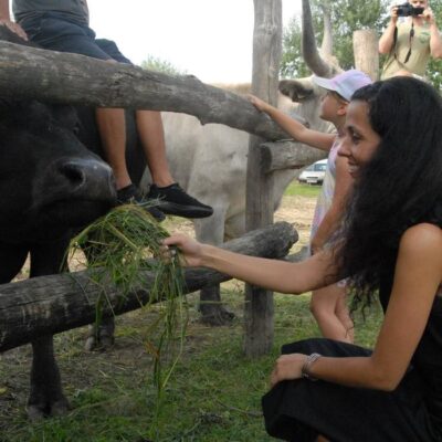 BodnarGergo_AllatsimogatO