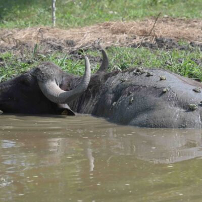 BodnarGergo_Az_AllatsimogatO_lakOja