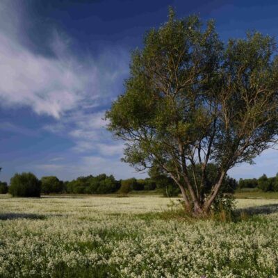 BodnarGergo_BotolOfUzes_fAs_kaszAlO