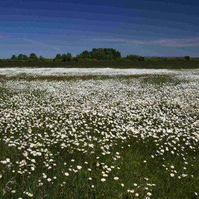 BodnarGergo_MargarEta_OzOn