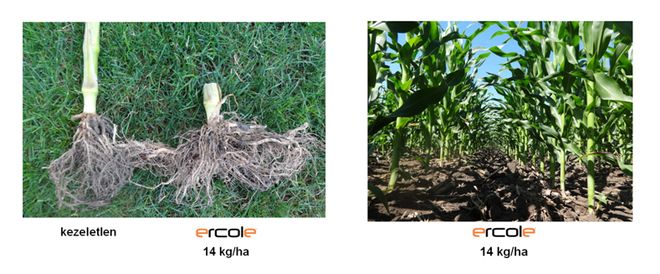Az ERCOLE hatása a gyökérkártételre és a kukorica állományra – Kenderes 2014