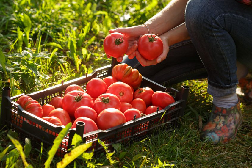 Olcs bb lehet a paradicsom a paprika tavalyi ron kaphat Agrotrend