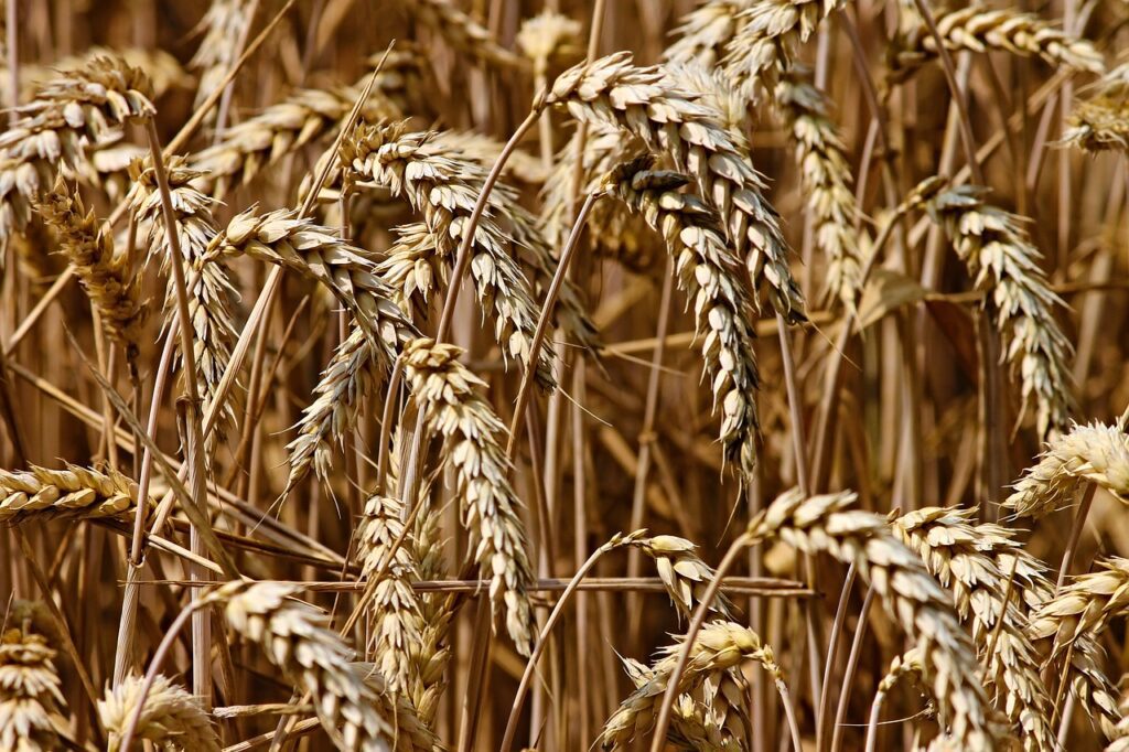 Románia a gabonapiac védelmében ígért ukrán intézkedések függvényében dönt a román gazdálkodók védelméről