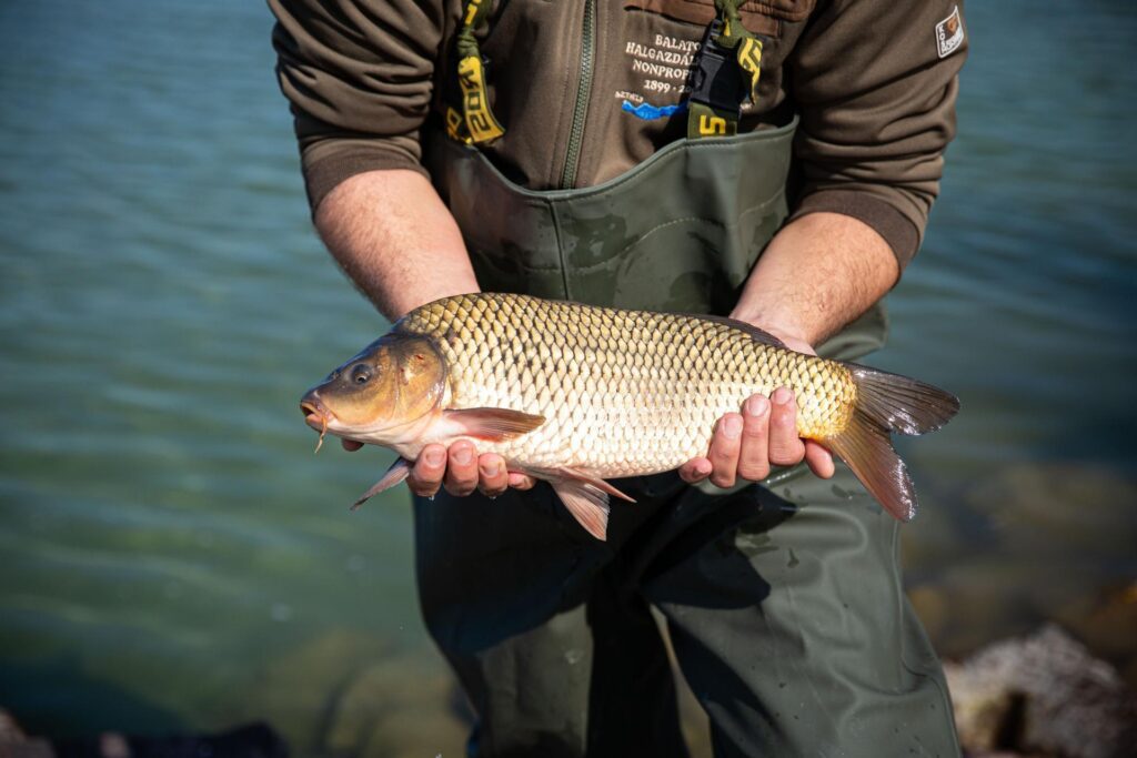 Krízistámogatás a magyar halgazdálkodóknak