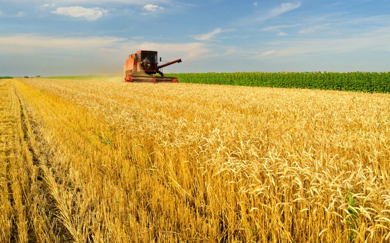 A FAO a 2021-hez hasonló, rekordnagyságú gabonatermésre számít a világon