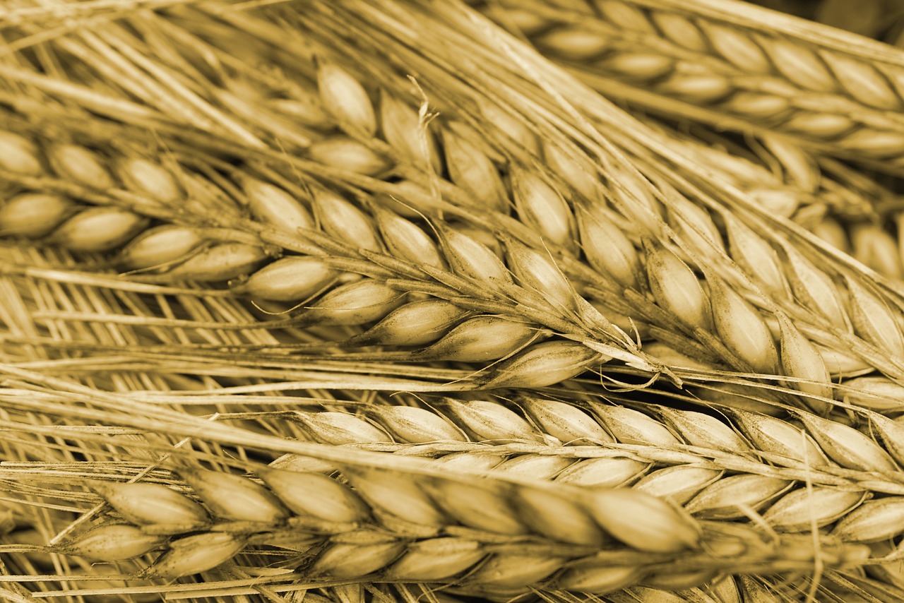 FIGYELEM – 2023. október 16-ig igényelhető a kukoricatermelők rendkívüli kompenzációs támogatása!