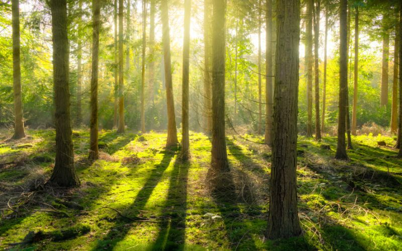 Változások az uniós és a hazai erdészeti szaporítóanyag-gazdálkodás szabályozásában
