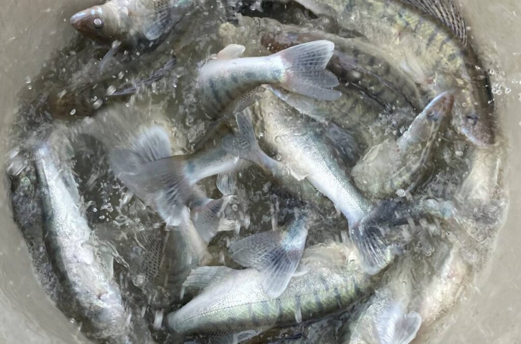 Ragadozóhal horgászati korlátozás