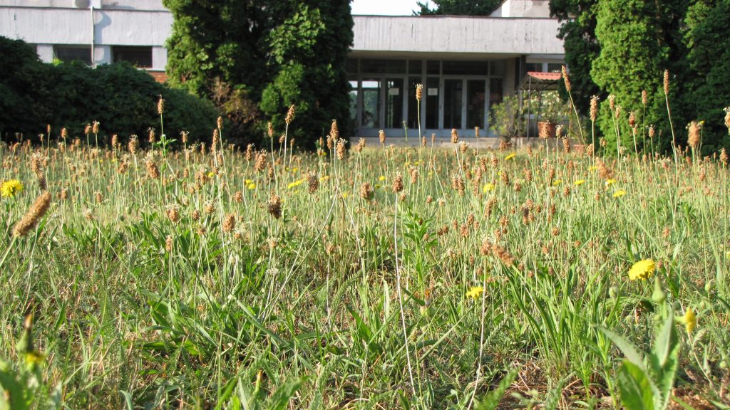 Újabb MATE kutatás: ezennel a lándzsás útifűvel kísérleteztek