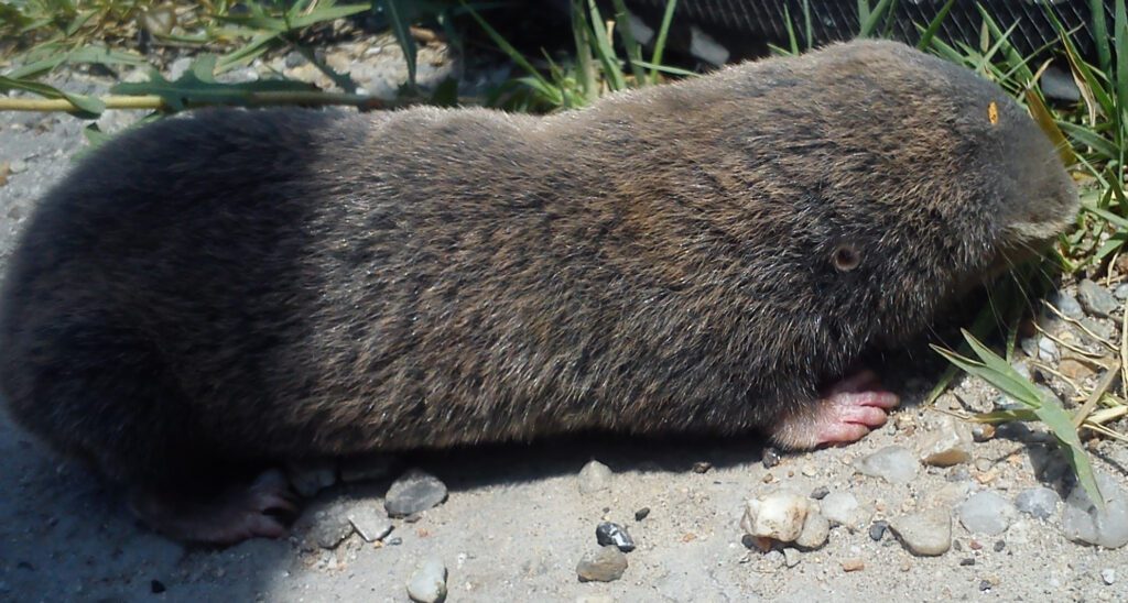 Kivételes bánásmódban részesült egy földikutya