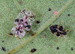 Elárasztja az erdőket és városokat egyaránt a tölgy-csipkéspoloska