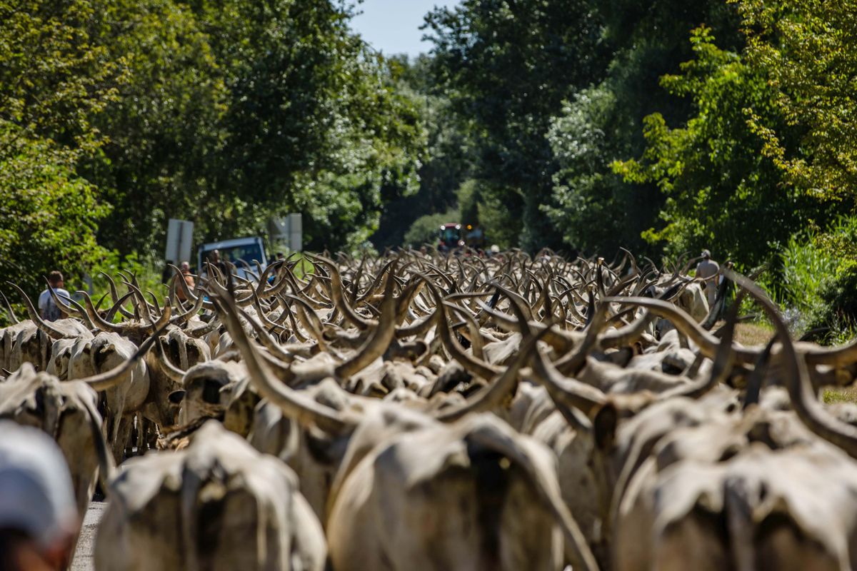 Kiemelten támogatja az agrártárca az őshonos fajták megőrzését - Agrotrend