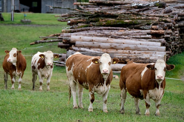 Új előírások és követelmények a szarvasmarhatartók állatjóléti felelőseire  vonatkozóan - Agrotrend