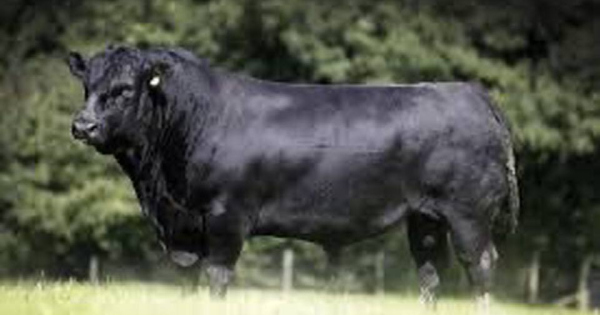 Még mindig szökésben van Ferdinánd, az állattenyésztési kiállításról meglépő bika