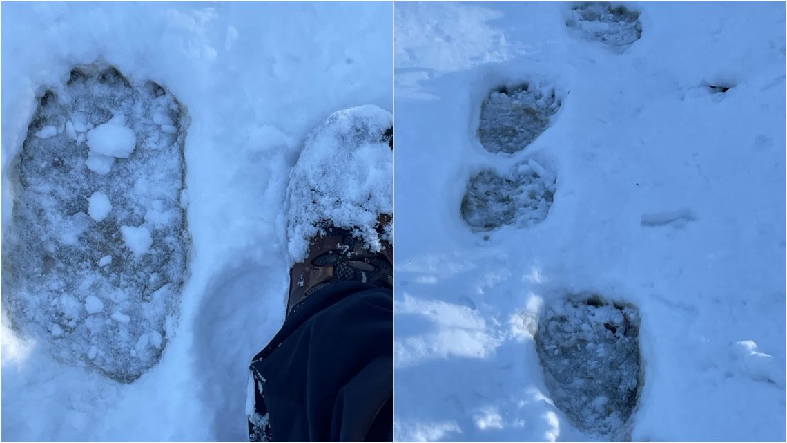 A lillafüredi Csókás-forrásnál megerősítették a medve jelenlétét