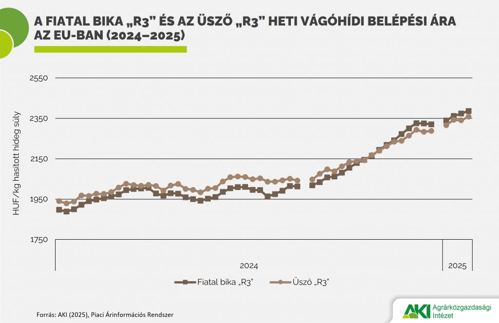 Fiatal bika ára