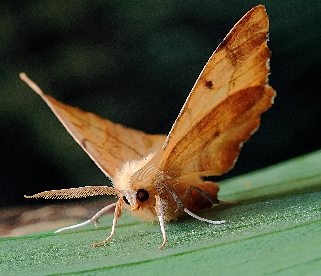 Molylepke, Makró, Lepidoptera, Angol