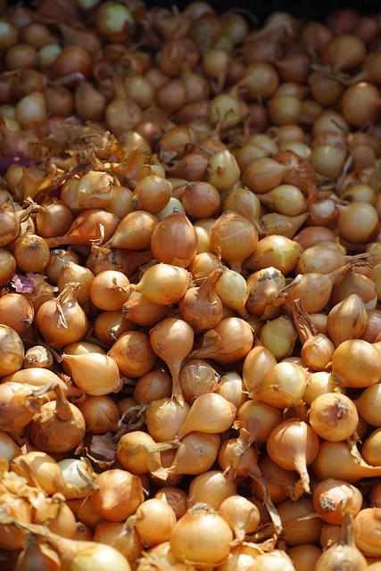 Mogyoróhagyma, Medvehagyma, Nemes Hagyma