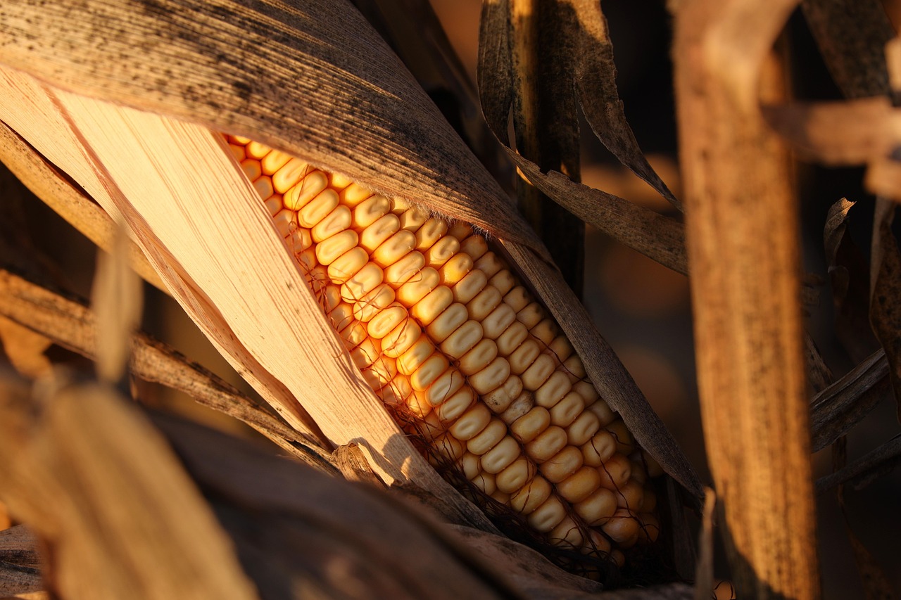 Kukorica, Búzatábla, Mezőgazdaság, Üzem