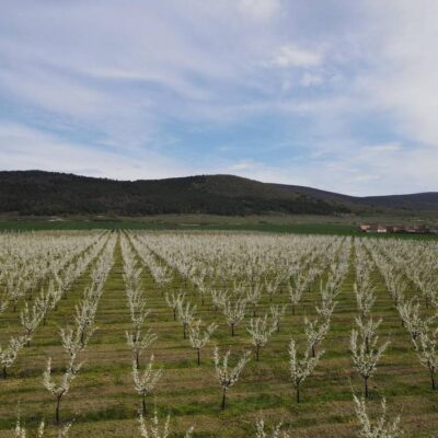 BestilloPalinkahaz03