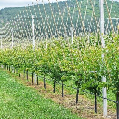 BestilloPalinkahaz04