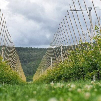 BestilloPalinkahaz05