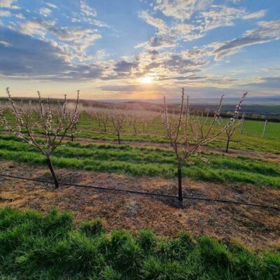 BestilloPalinkahaz06