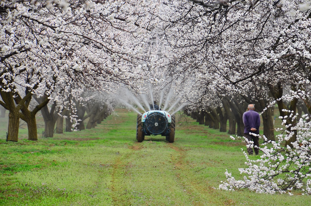 Sárgabarack Gyümölcsös, Sárgabarackfák
