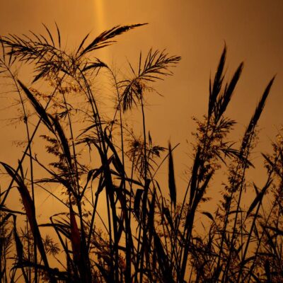 indianrizs01 indianrizs01