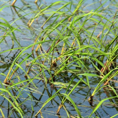 indianrizs02 indianrizs02