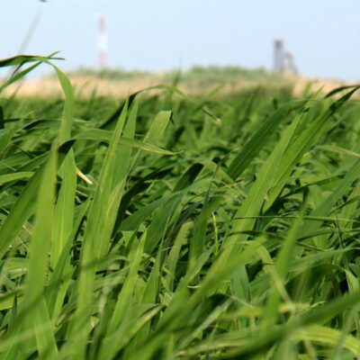 indianrizs03 indianrizs03