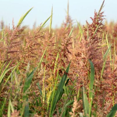 indianrizs04 indianrizs04