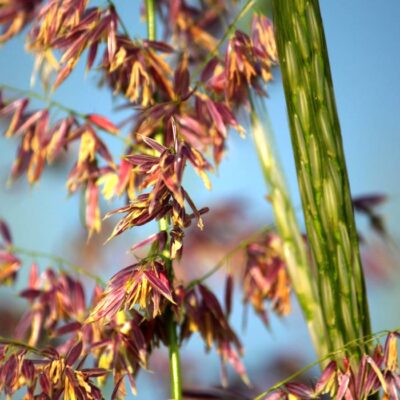 indianrizs05 indianrizs05