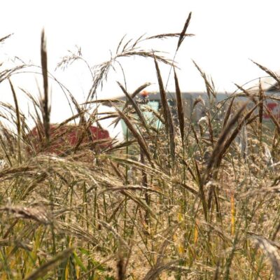 indianrizs06 indianrizs06