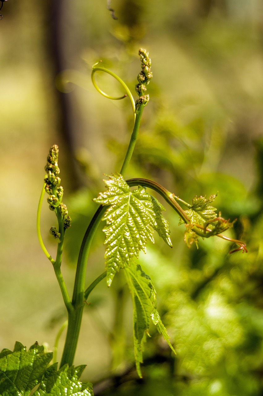 Spring, Solo, Grape, Green, Borászati