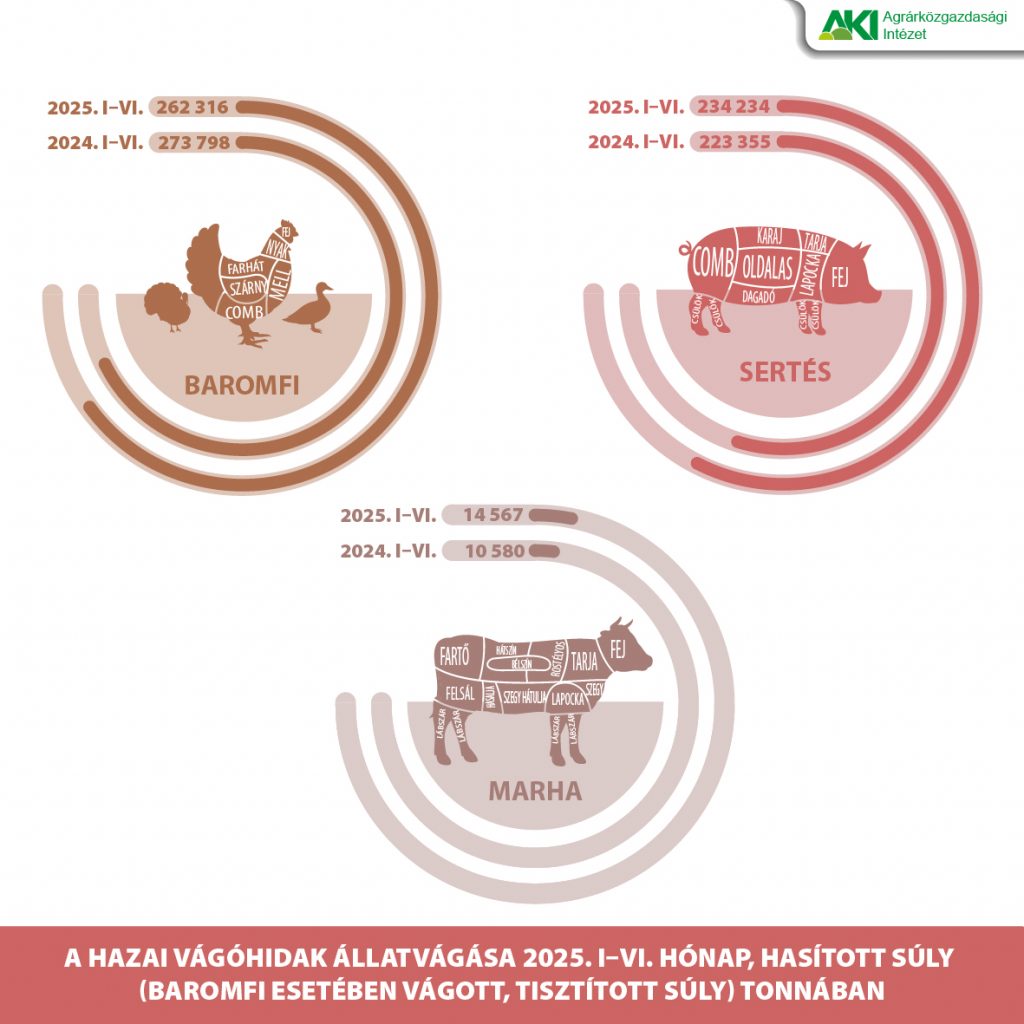 Élőállatvágás_2025_3
