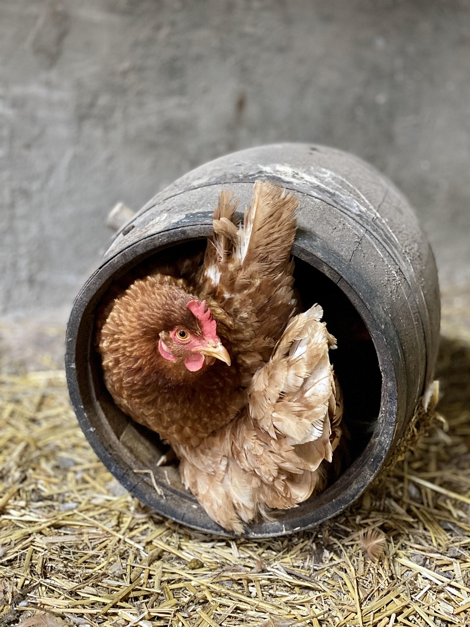 Tanya Udvara, Baromfi, Bio, Csirke, Tyúk