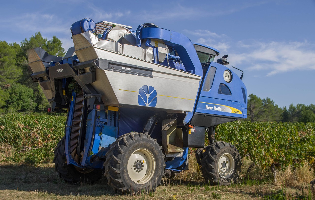 Szőlő Betakarítása, Szőlő, Borász