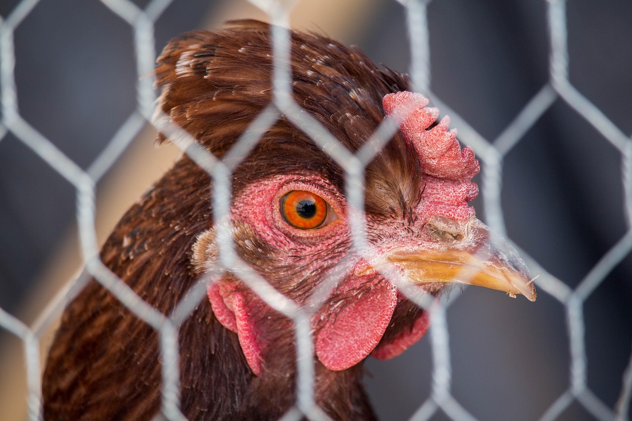 Ketrec, Asztali, Természet, Kerítés