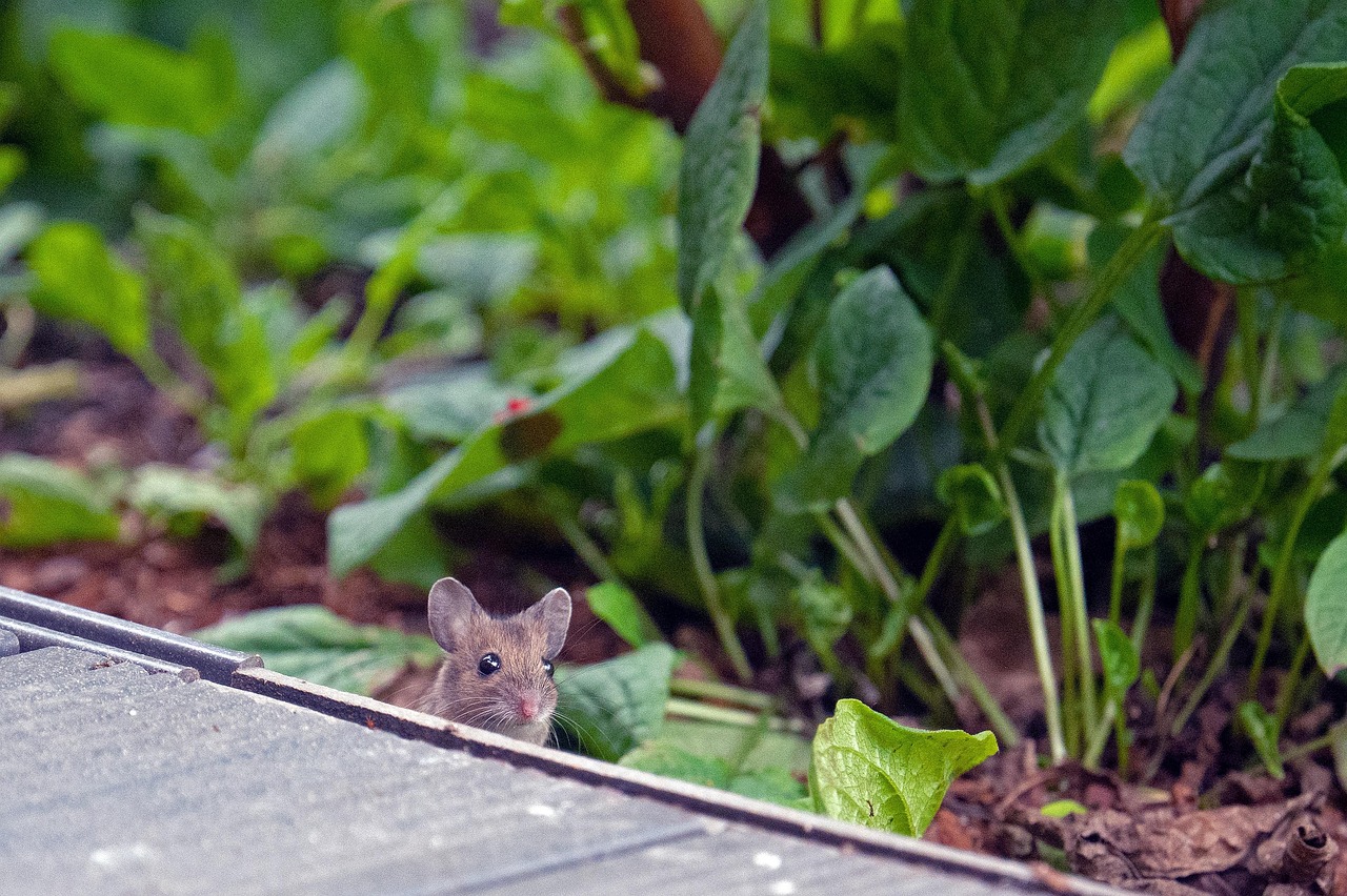 Egér, Fa Egér, Rágcsáló, Állat