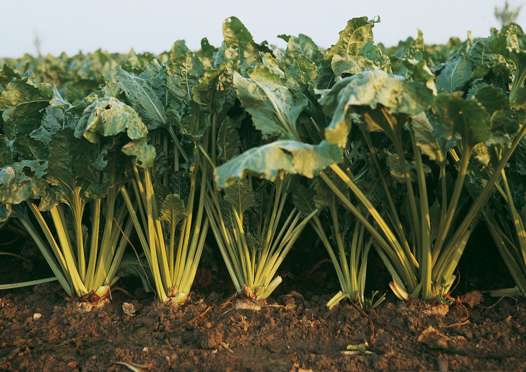 Öntözéssel lehet jó a cukorrépa