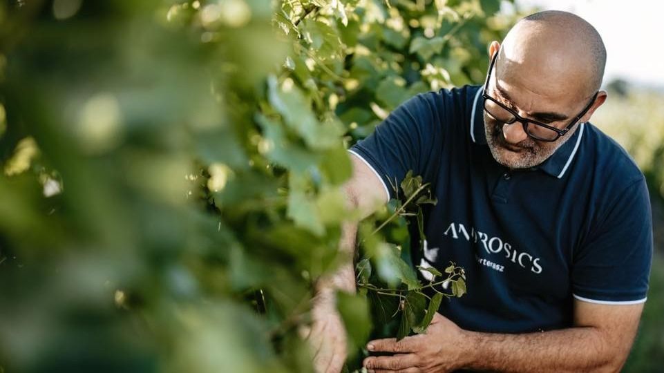 Kétszer annyi kivágott tőke a szőlőkabóca miatt