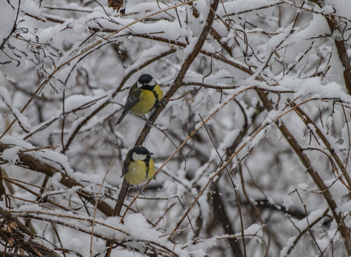 Téli élet a Kis-Sárréten , madárvilág a Körös–Maros Nemzeti Parkban