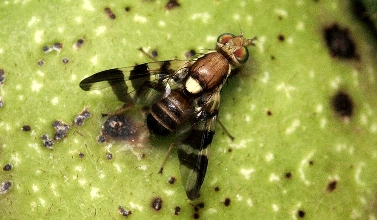 diófúró légy
dióburok-fúrólégy