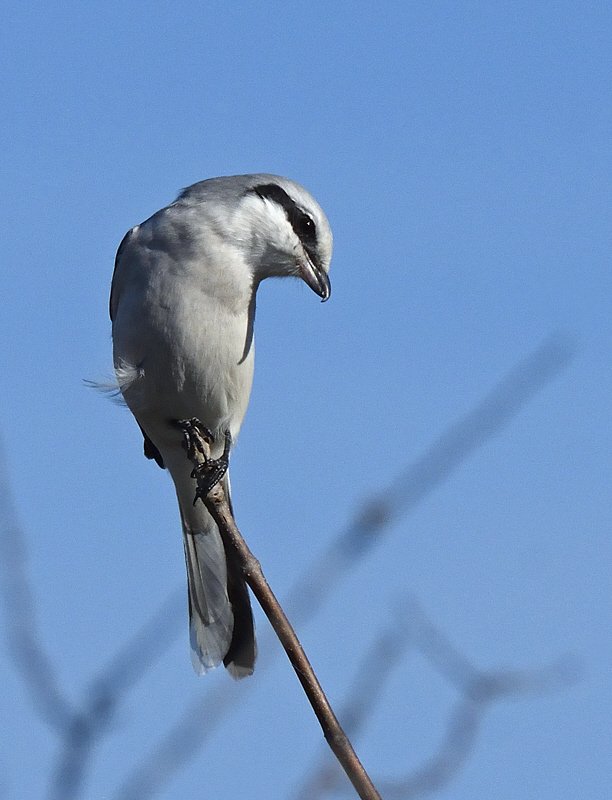 Téli vendégek a pusztán nagy őrgébicsek a Körös–Maros Nemzeti Parkban
