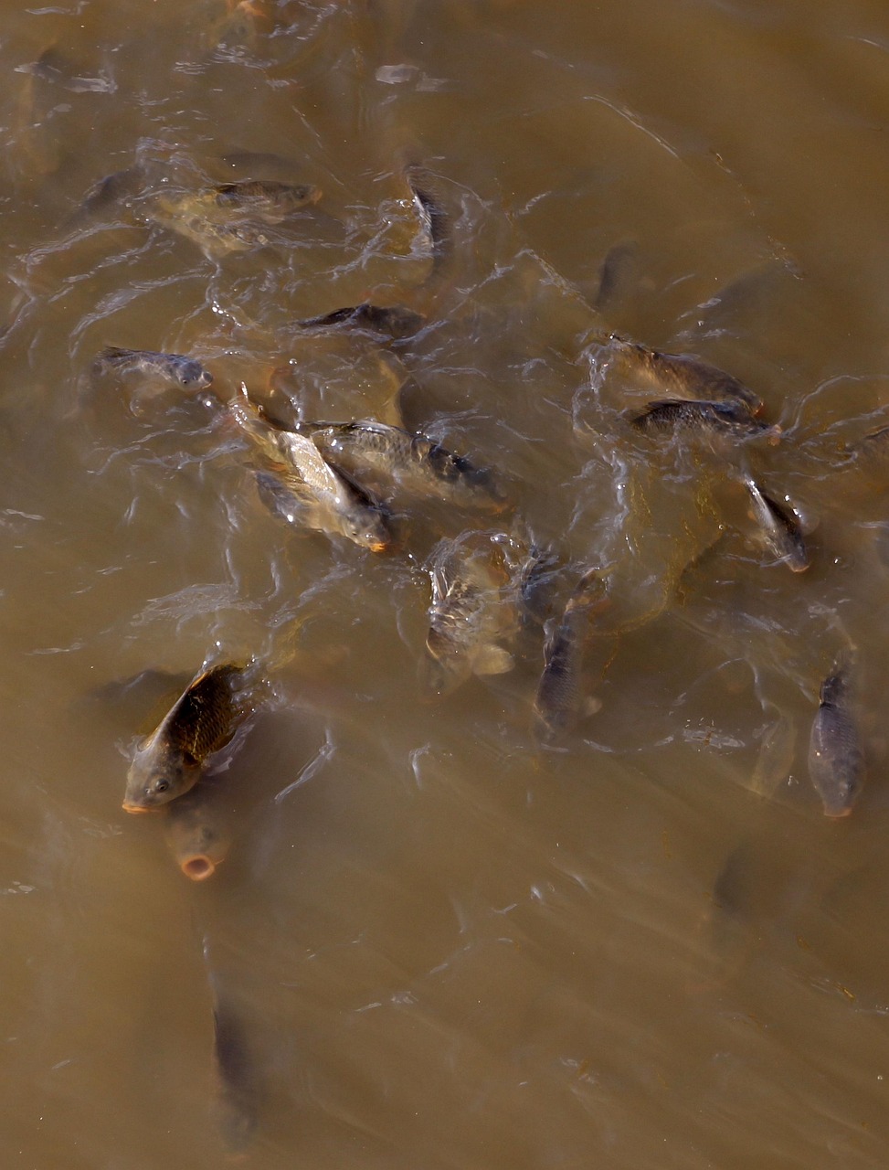 Felett, Ponty, Víz, Sok