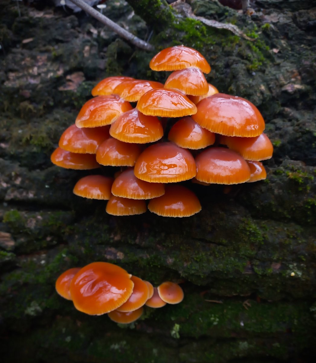 Téli csodák a Maros-ártérben, különleges élmények a Körös-Maros Nemzeti Parkban