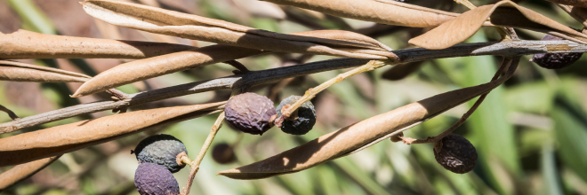 Továbbra is mentes az ország a Xylella fastidiosától, a megelőzés kulcsfontosságú